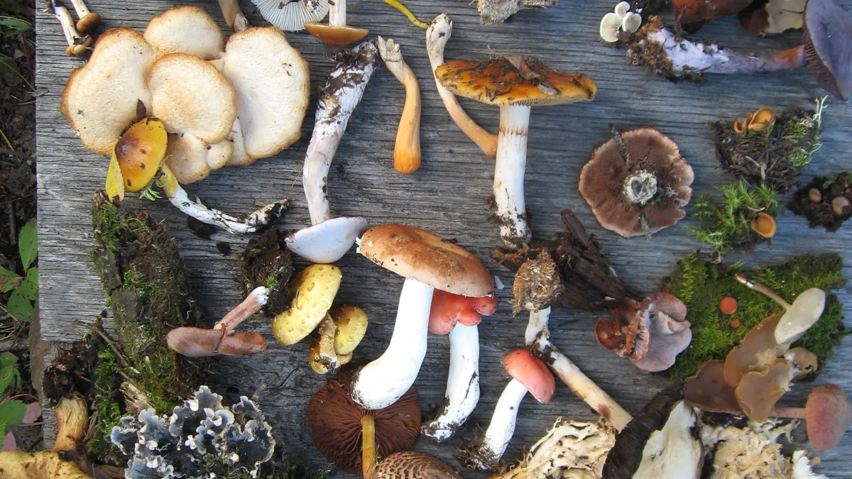 Biodiversity Shifts